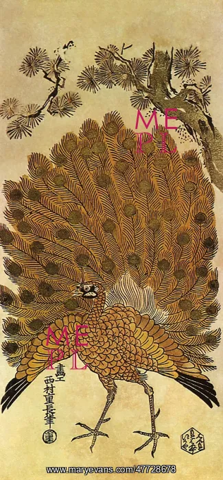  : Peacock