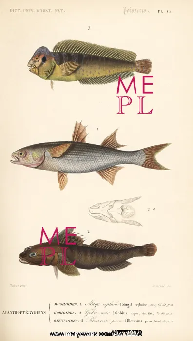 : Peacock blenny, flathead mullet, and black goby : Peacock blenny, flathead mullet, and black goby