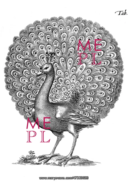 : PEACOCK DISPLAYING 1650 : PEACOCK DISPLAYING 1650