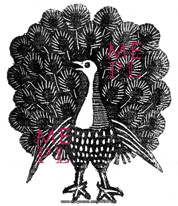 : Peacock displaying : Peacock displaying