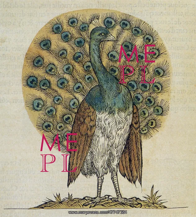  : Peacock Drawing