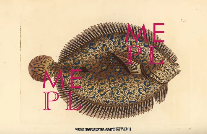 : Peacock flounder, Bothus lunatus : Peacock flounder, Bothus lunatus