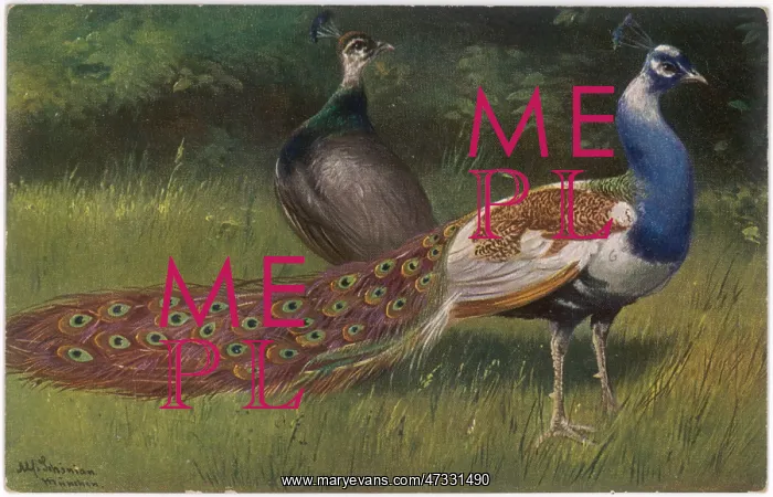  : PEACOCK AND HEN