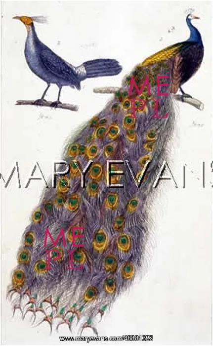 : PEACOCK AND HEN : PEACOCK AND HEN