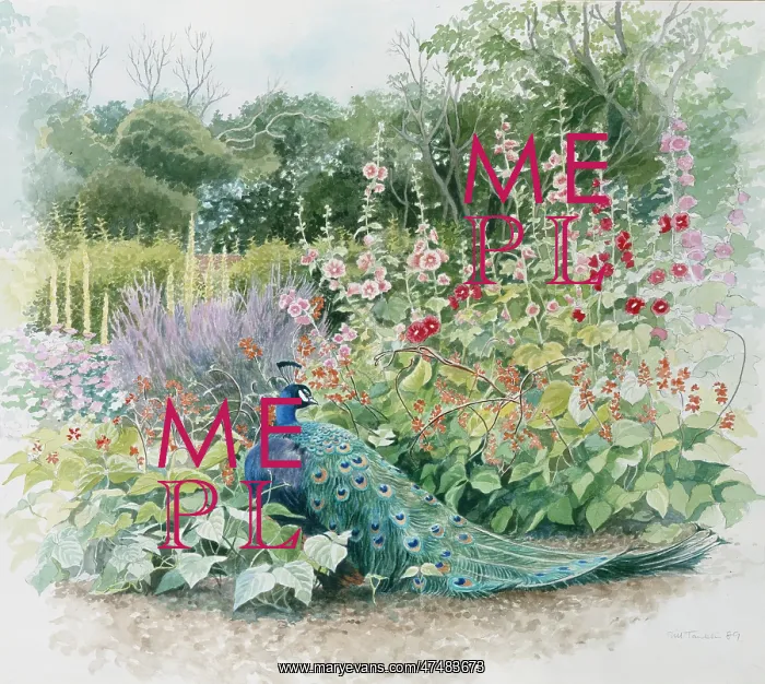  : Peacock and Hollyhocks