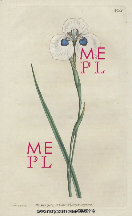 : Peacock iris, Moraea aristata : Peacock iris, Moraea aristata
