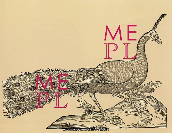 : Peacock with Locust : Peacock with Locust