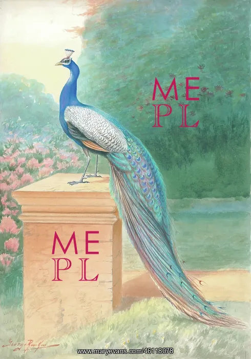 : Peacock (male)