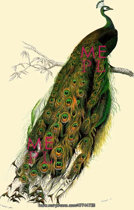  : Peacock (Pavo cristatus)