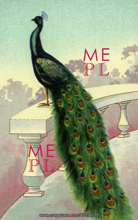  : Peacock on the Railing