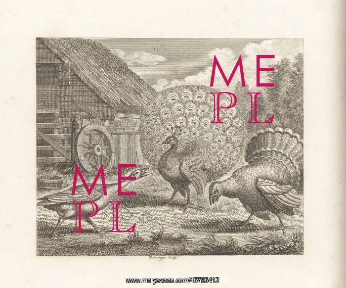 : The Peacock, the Turkey and the Goose : The Peacock, the Turkey and the Goose
