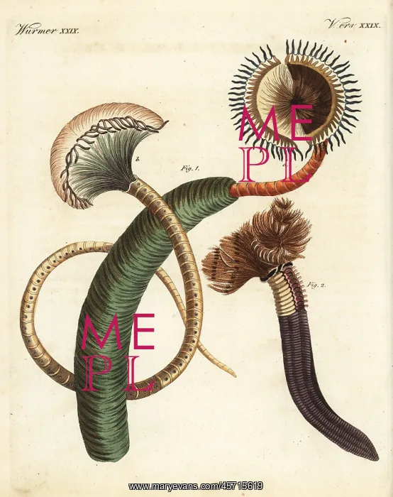 : Peacock worm, Sabella pavonina, and feather : Peacock worm, Sabella pavonina, and feather