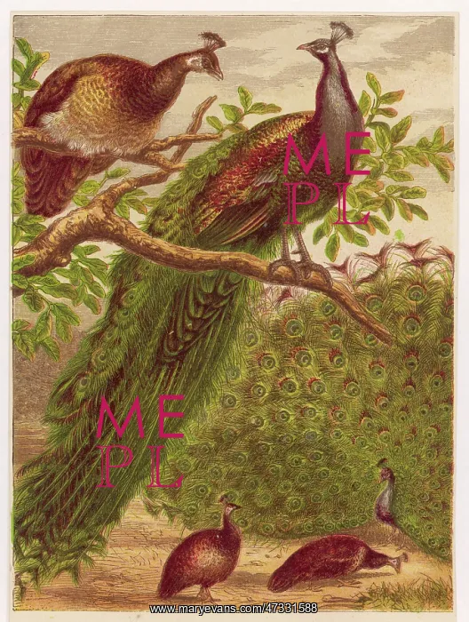 : PEACOCKS AND PEAHENS : PEACOCKS AND PEAHENS