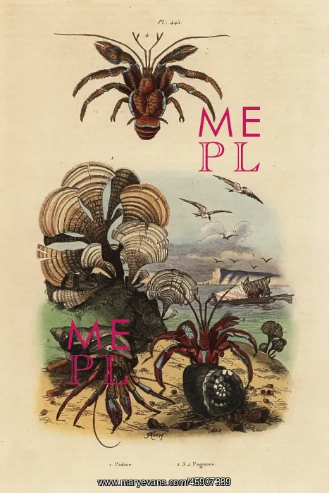 : Peacock's tail algae and hermit crabs : Peacock's tail algae and hermit crabs
