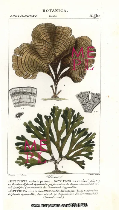 : Peacock's tail, Padina pavonica 1, and Dictyota dichotoma 2 : Peacock's tail, Padina pavonica 1, and Dictyota dichotoma 2