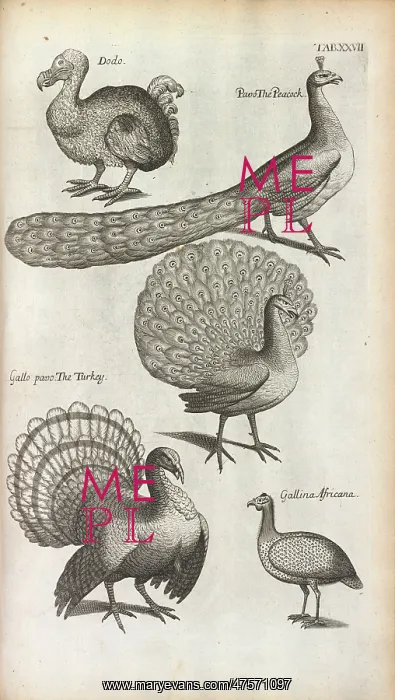 : Peacocks, Turkeys and a Dodo : Peacocks, Turkeys and a Dodo