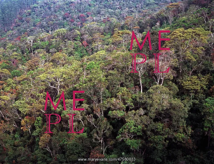 : The peak Wilderness, Sri Lanka : The peak Wilderness, Sri Lanka