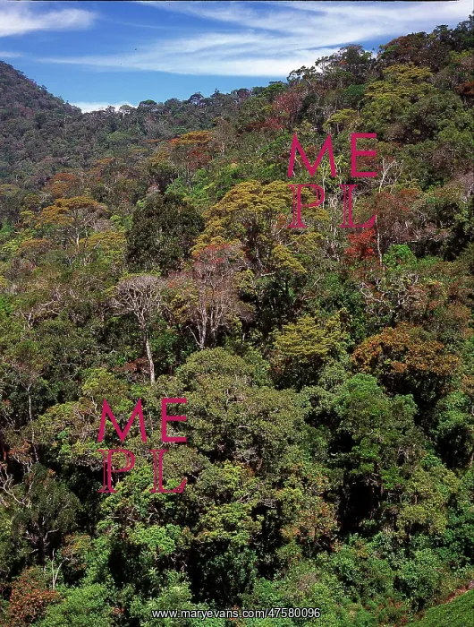: The Peak Wilderness, Sri Lanka : The Peak Wilderness, Sri Lanka