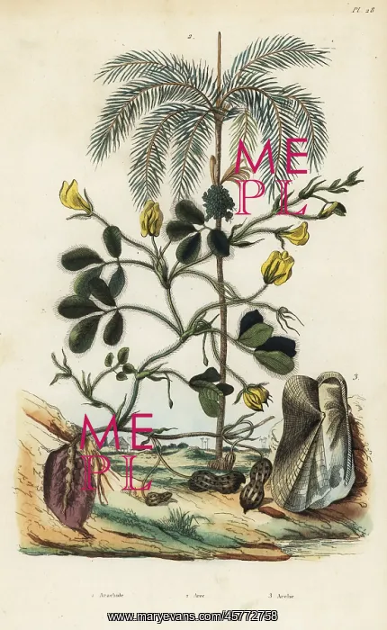 : Peanut, areca nut palm and Trisidos semitorta : Peanut, areca nut palm and Trisidos semitorta