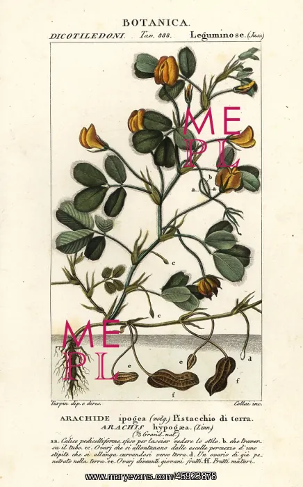  : Peanut or groundnut, Arachis hypogaea