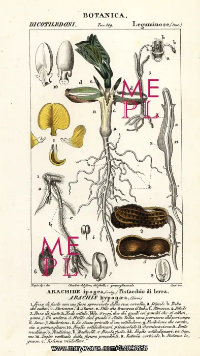 : Peanut or groundnut, Arachis hypogaea : Peanut or groundnut, Arachis hypogaea