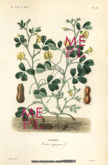 : Peanut or groundnut, Arachis hypogaea : Peanut or groundnut, Arachis hypogaea