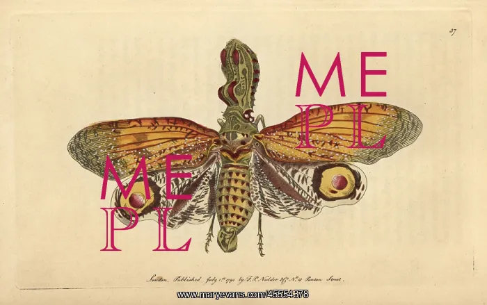 : Peanut-headed lanternfly, alligator bug, great : Peanut-headed lanternfly, alligator bug, great