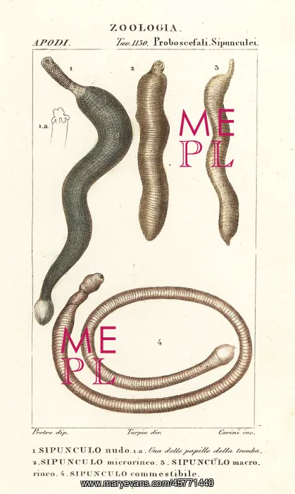 : Peanut worms, Sipunculus nudus, etc : Peanut worms, Sipunculus nudus, etc