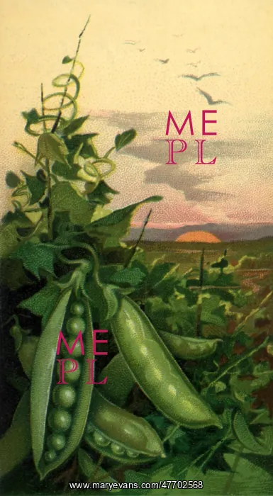 : Peapods in the Sunset : Peapods in the Sunset