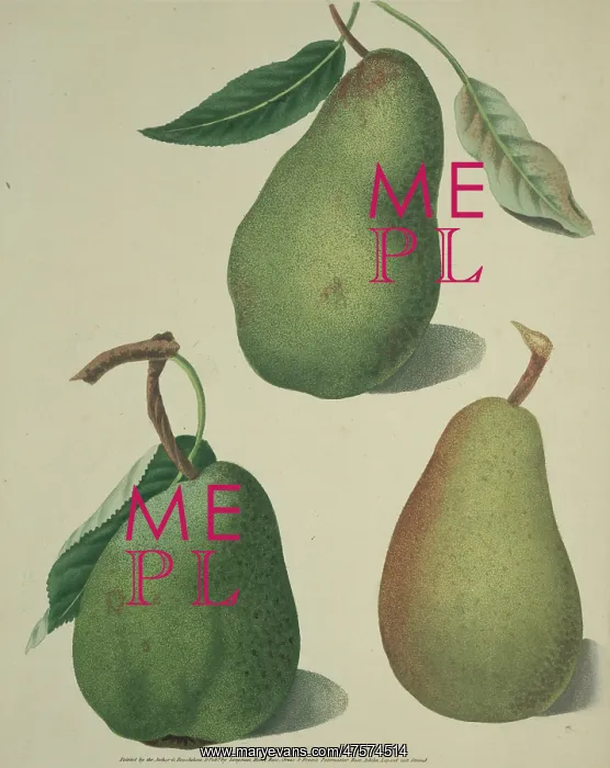 : The Pear. The upper pear shown here is the Saint German, on the left is the Comar : The Pear. The upper pear shown here is the Saint German, on the left is the Comar