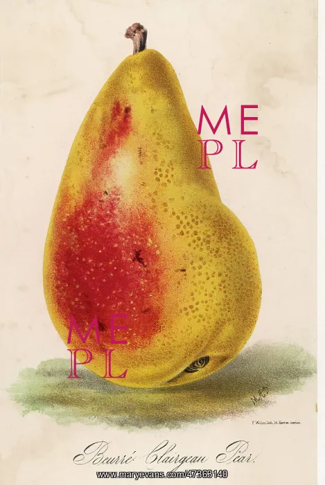  : Pear - Beurre Clairgeau