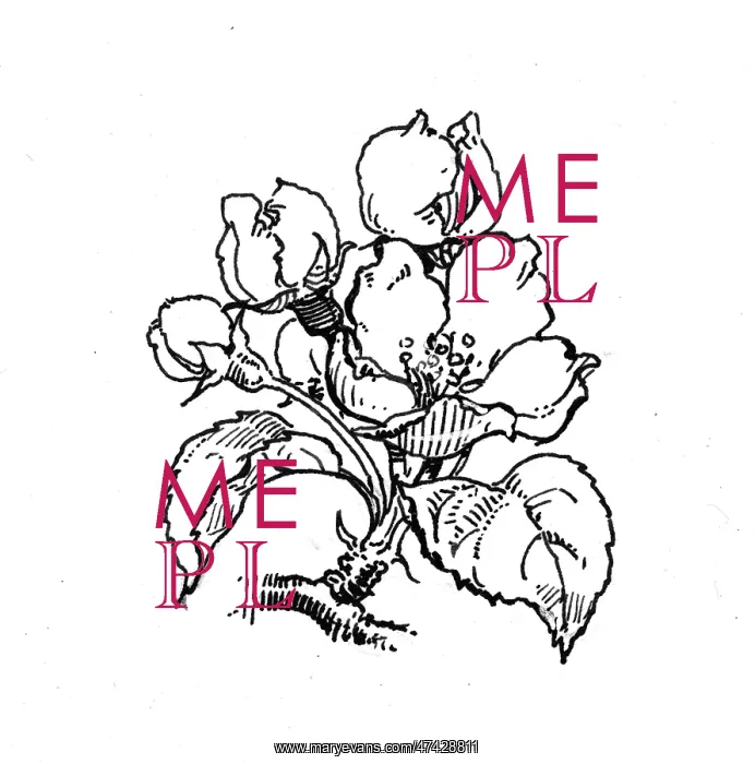  : Pear Blossom