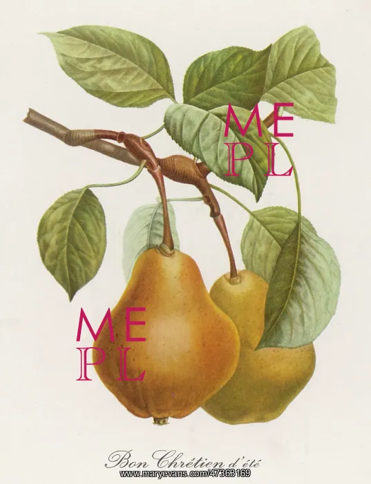  : PEAR / BON CHRETIEN D'ETE
