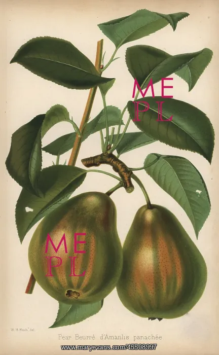 : Pear cultivar, Beurre d'Amarilis panachee, Pyrus communis : Pear cultivar, Beurre d'Amarilis panachee, Pyrus communis