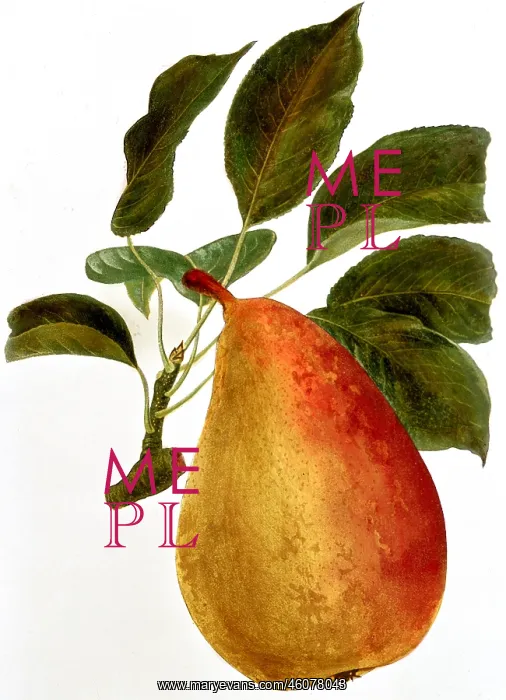 : Pear fruit : Pear fruit