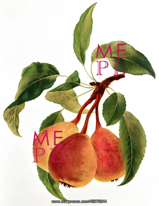 : Pear fruit : Pear fruit