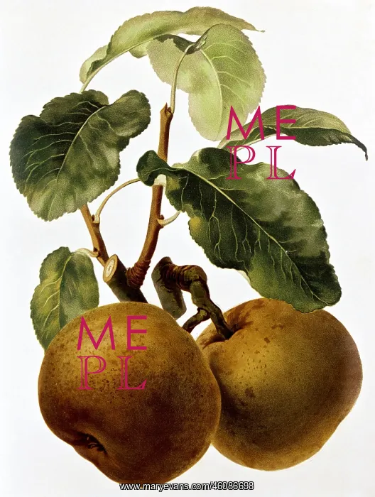 : Pear fruit : Pear fruit