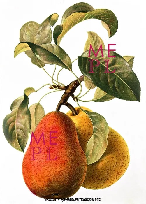 : Pear fruit : Pear fruit