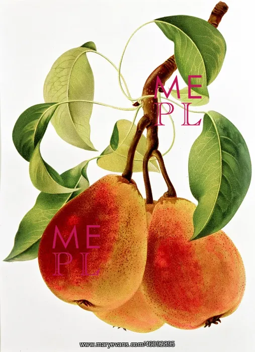: Pear fruit : Pear fruit