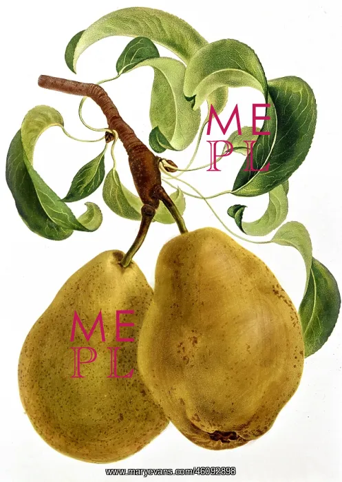 : Pear fruit : Pear fruit