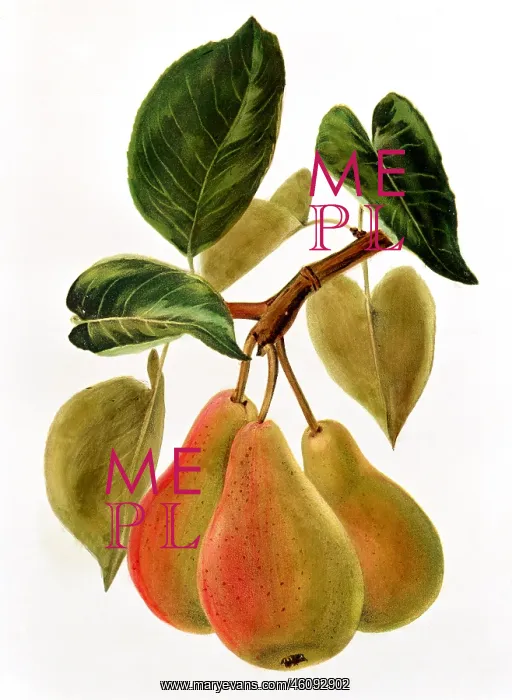  : Pear fruit