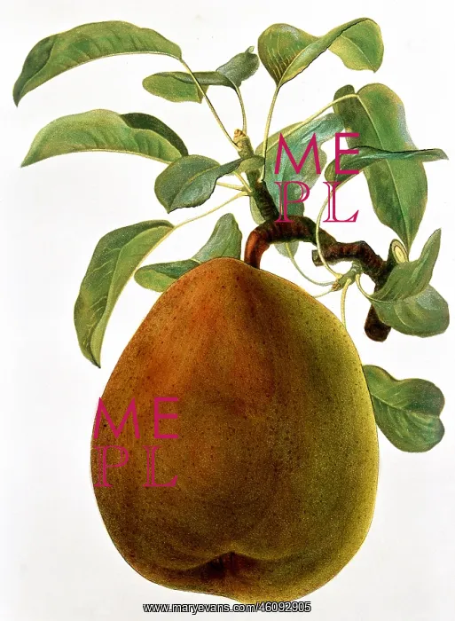 : Pear fruit : Pear fruit