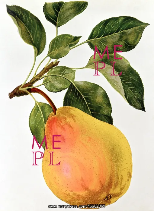 : Pear fruit : Pear fruit