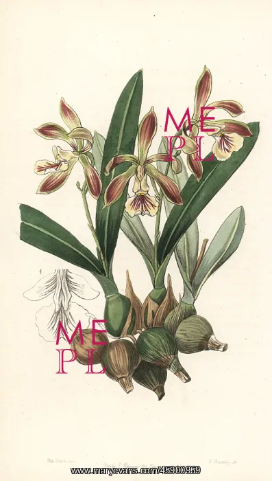 : Pear-shaped encyclia orchid, Encyclia pyriformis : Pear-shaped encyclia orchid, Encyclia pyriformis