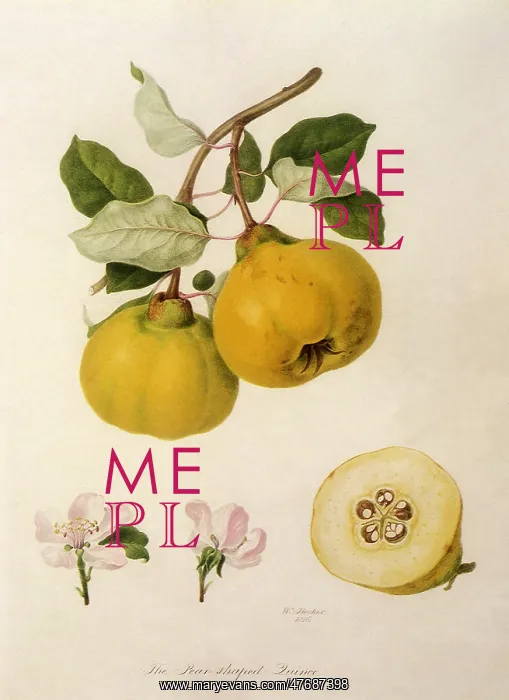 : Pear-Shaped Quinces : Pear-Shaped Quinces