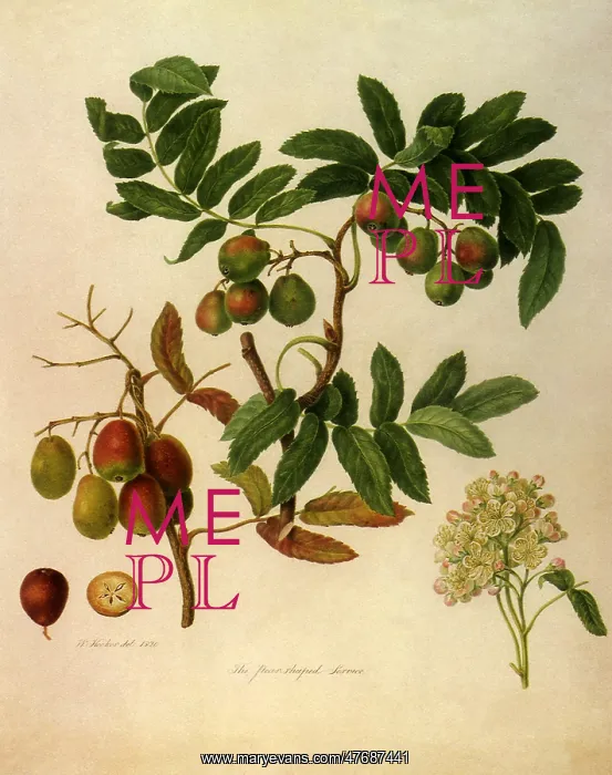  : Pear-Shaped Services