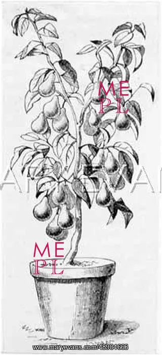  : PEAR TREE IN FLOWERPOT