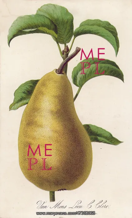  : PEAR / VAN MONS LEON