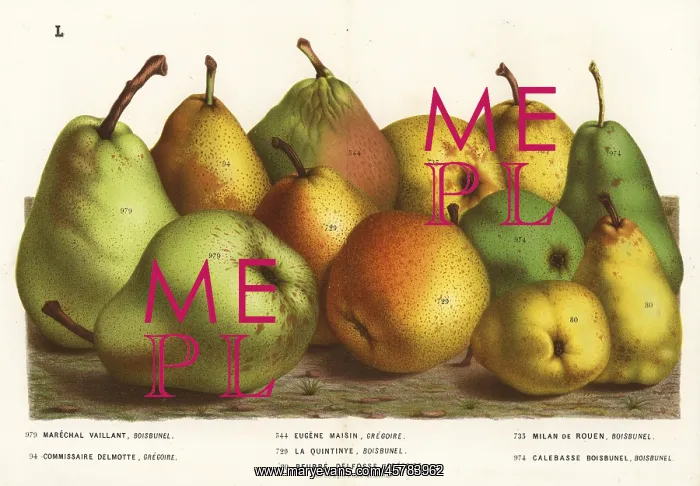 : Pear varieties : Pear varieties