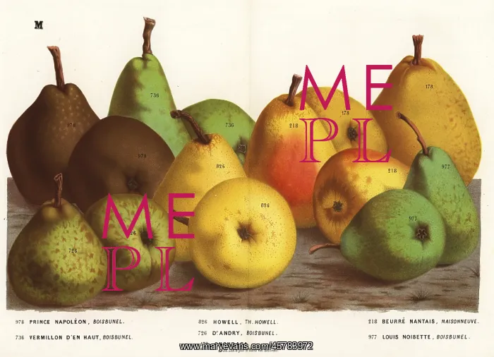 : Pear varieties : Pear varieties